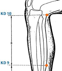 kd9 acupuncture point.jpg